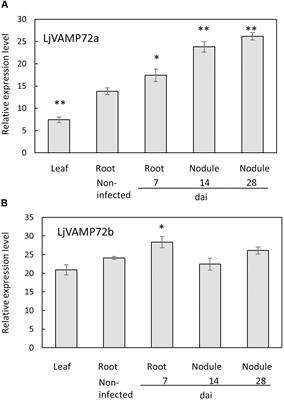 SNARE Proteins LjVAMP72a and LjVAMP72b Are Required for Root Symbiosis and Root Hair Formation in Lotus japonicus